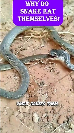Why SNAKE EAT THEMSELVES