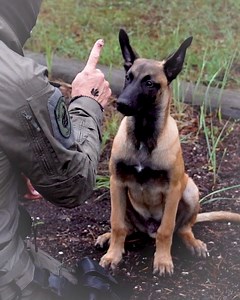 Die Kollegen auf vier Pfoten 🐾 mit Spezialausbildung des EKO Cobra werden in den Familienverband der Hundeführer eingegliedert. Sie werden bei besonderen Einsätzen eingesetzt und versuchen die Gefahren herabzusetzen. 🐕👮🏻‍♂️👮🏼‍♀️ | BMI - Bundesministerium für Inneres