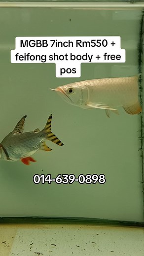 arowanaaquarium on TikTok