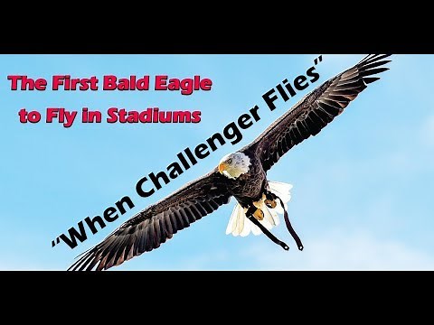 The Amazing Free Flying Bald Eagle Challenger - "When Challenger Flies" By James Rogers