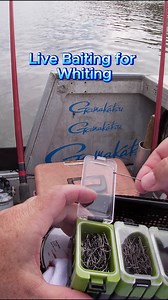 Live baiting for whiting 🎯 Gamakatsu Worm hooks are the perfect choice for chasing whiting on live nippers. The ultra-fine gauge assists in keeping them alive a lot longer, and allows baits to sink very slowly and naturally. #gamakatsuhooks #gamakatsuaustralia #whiting #livebait #fishingtips | Gamakatsu Australia