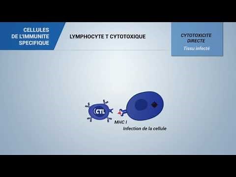 Lymphocytes T cytotoxiques