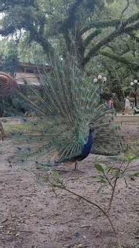 Florida Zoo Walkthrough | Amazing Animals & Scenic Tour