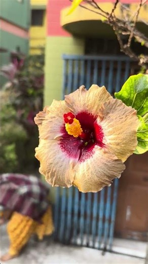 I did multi-grafting on a native Java tree in my house and today the Shiva tree bloomed. 😍😍