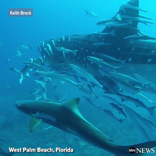 Mesmerizing video shows massive whale shark, the largest species of fish known to man, gliding past divers off of West Palm Beach, Florida. http://abcn.ws/2p7A4qI | ABC News