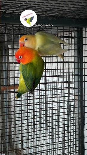 Small Aviary → Big Dreams 💜🔥Working on Violet Projects 🐣Consistency is Key 🚀