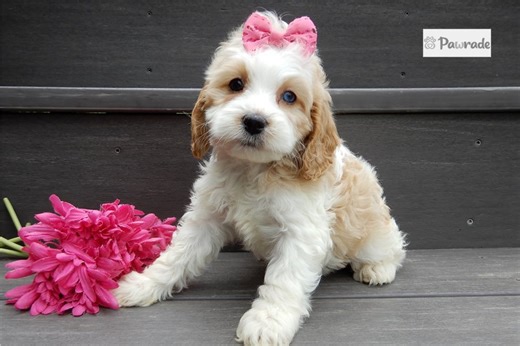 Ophelia - Cockapoo Puppy A538E7