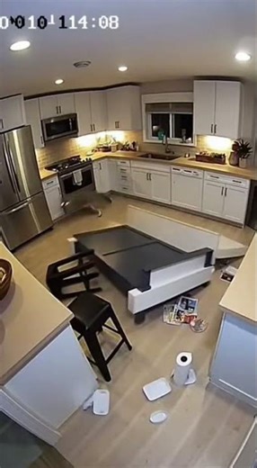 Coyote Break-In Captured on Home Security Cameras #funny #unexpected #funnyvideos #cayote #surprised