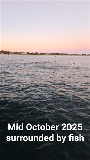 Fish Everywhere in Watch Hill Rhode Island