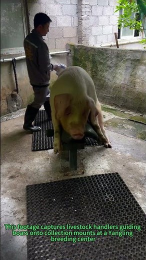 Breeding Brilliance: Stress-Free Stud Collection Method