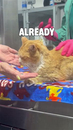 Marmalade