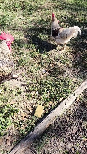 Sunday lunch#beginnerbackyardchickens #chickensoftiktok