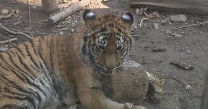 Tiger cub in Shanghai Zoo claws at heartstrings with struggle-to-stardom story