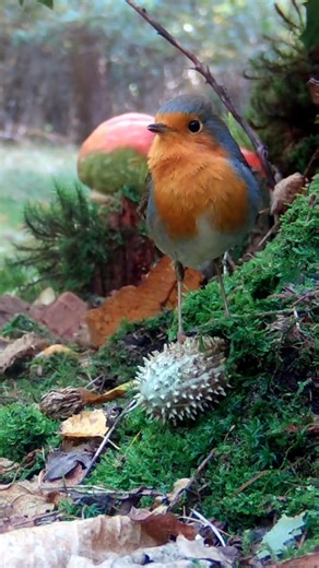 He's singing for you! 🧡 Robin, dunnock, bank vole, Jay 🐦🌿 #bird #birds #birdwatching #nature #wildlife #animals #forest #fblifestyle | Once Upon a Forest