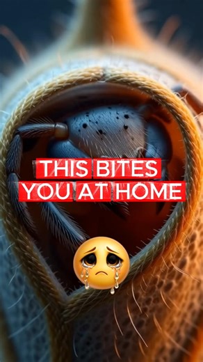 3 Simple Tricks to Instantly Eliminate Household Casebearers from Your Home