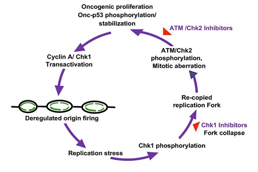 Common p53 genetic mutation reveals Achilles' heel in lung cancer