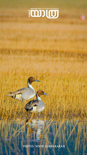 Wonders of avian migration! Nestled at the foothills of the Western Ghats, Malampuzha is not just known for its dam and gardens—it is also a seasonal sanctuary for a wide variety of migratory birds. PHOTOS: Vivek Sudhakaran #birdstagram #birdsofprey #birdsofinstagram #birdsphotography #birds #birdslover #birdsofprey #birds_nature #birds_illife #birds_adored #birds_captures #travelling #tourism #yathra #travel #magazine #mathrubhumiyathramagazine #kerala #Keralatourism #photography #mathrubhoomi 