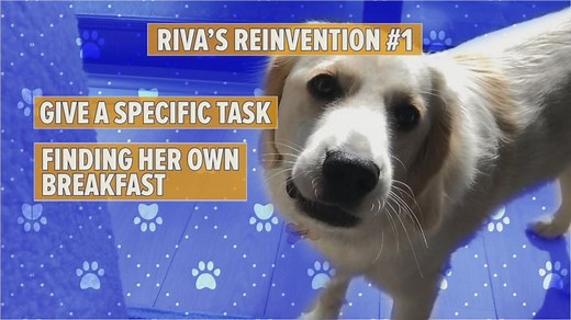 Lara Spencer's pup, Riva, gets remote puppy training