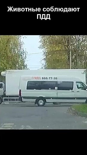 When animals are smarter than people!