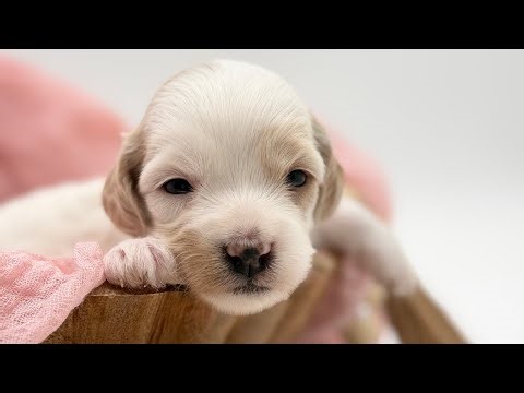 Lucy-Flynn 3/8/26 Havapoo puppies 3 weeks old 
