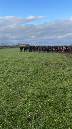 Move my cattle in the pig paddock | Fernandez M Maribel
