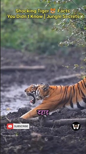 UNBELIEVABLE Bengal Tiger Facts: More Than Just a Pretty Pattern!