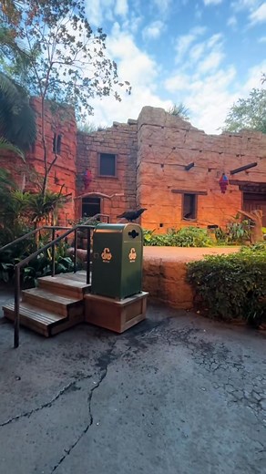 Watching a raven recycle at Animal Kingdom = pure Disney magic. ♻️✨ This clever bird struts out, grabs the bottle, and drops it in the right bin—such a fun way to teach conservation and wow the kids at the same time. Honestly, jaw-dropping and heart-warming all at once! #AnimalKingdom #DisneyConservation #DisneyAnimals #Recycle #Raven | Orlando Theme Park Family | Facebook
