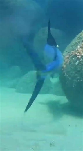 Fishing life #reels #fish #reelfishing