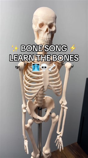 If you’re taking anatomy and physiology, you need to memorize bones of the body! This song is a great way to get started! The skeletal system is a lot of memorization and knowing landmarks and muscle attachments is easier when you know all the bones! #fyp #anatomy #nursing #anatomyandphysiology #bones