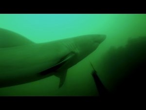 Great White Shark Attack - Close Call
