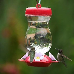 1.7K views · 28 reactions | Transform your yard into a hummingbird haven with our Pink Top-Fill Glass Hummingbird Feeder. Its wide-mouth opening and patented Top-Fill technology ensure a mess-free filling process. Shop now: https://bit.ly/3z2Bd2W | Perky-Pet | Facebook