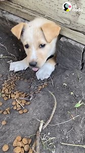 1.6M views · 66K reactions | Esta cachorrita le indica a su rescatista dónde están sus hermanitos ❤️ | El Dodo | Facebook