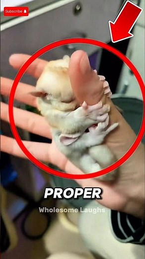 Adorable Baby Sugar Glider Rescue🐾| Heartwarming Animal Adoption Story #animals #wholesome #shorts