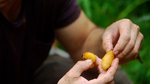 Hazen Audel fait l'expérience des larves de charançons, très utilisées dans la cuisine locale. Images tirées du documentaire "À l'épreuve d'une tribu". | National Geographic