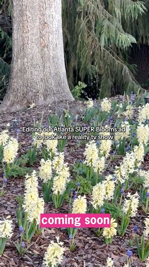 This spring, one bloom will reign supreme. 🌷🌷🌷 Coming to the Garden this March and April, 𝘈𝘵𝘭𝘢𝘯𝘵𝘢 𝘚𝘜𝘗𝘌𝘙 𝘉𝘭𝘰𝘰𝘮𝘴! | Atlanta Botanical Garden