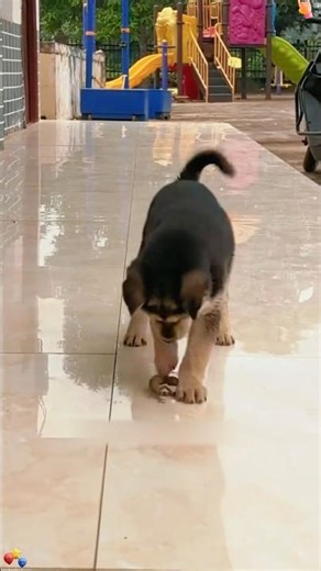 A Dog's Love🥰#dog #dogs #dogsof #doglover #love #foryou