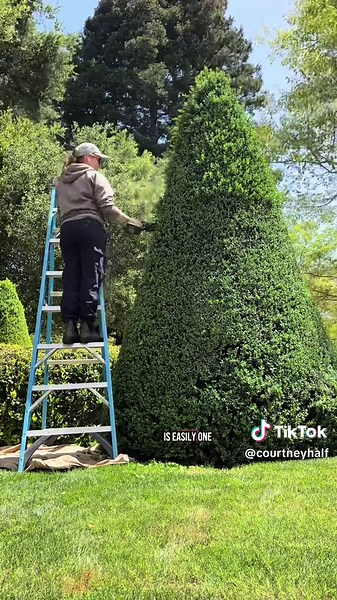 Best Cordless Hedge Trimmer for Effortless Plant Care