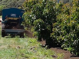 Planting An Avocado Tree – Avowest Avocados