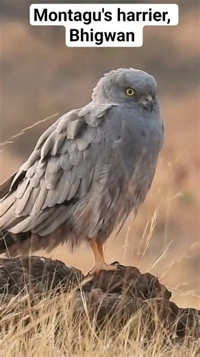Male Montagu's harrier, Bhigwan, Maharashtra