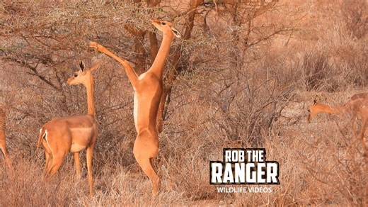 Jaw-Dropping Gerenuk Herd Roams Through The Plains