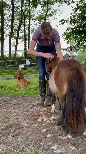 One Year Journey with Our Rescued Shetland Pony