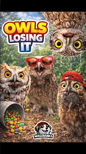 Ranking Funniest Owl Moments #funny #funnyanimal #cute