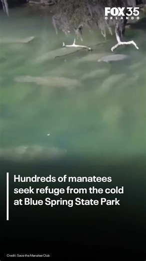 The cold weather across Central Florida this week brought hundreds of manatees to Blue Spring State Park in Volusia County. ⬇️Read more ⬇️ | FOX 35 Orlando