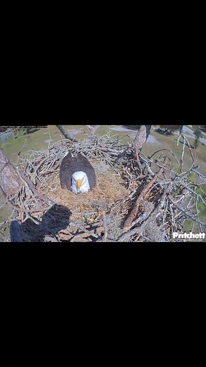 M’s job of arranging the nest is never done! Now that we have an egg, we will watch both parents take turns incubating the eggs keeping it warm until hatch time. Approximately 30-35 days! | Southwest Florida Eagle Cam