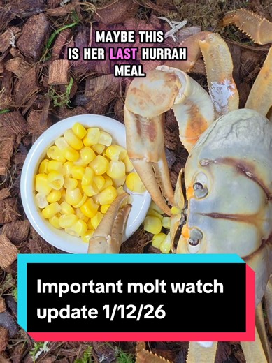 Winny went over a month without eating and then suddenly ate a big meal. While not totally shocking, this likely means she’s older than I originally estimated. The length of pre-molt says a lot about age and metabolism, and Winny is probably 8 to 10 years old. An older adult, not a young one. That fits with her worn shell and the fact that she’s been with me nearly 10 months without molting. The good news? Eating a big meal is a great sign. She’s healthy and needed the calories to continue pre-m