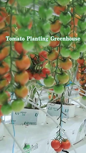 Tomato Planting in a Greenhouse: Tips and Techniques