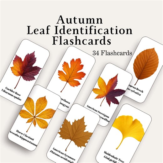 Autumn Leaf Identification Cards: 34 Leaf Flashcards, Fall Leaves Plant ID (digital Download) - Etsy