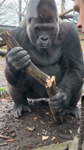 Breaking a thick branch like it's a twig 😱 #animalintelligence #shorts