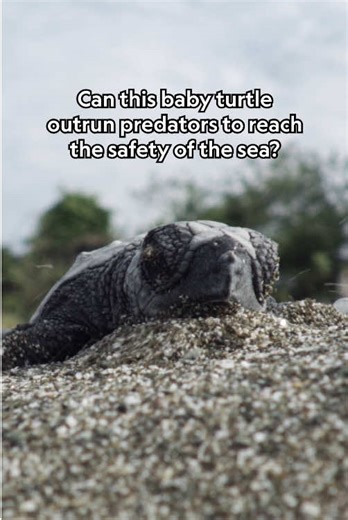 Baby Olive Ridley Sea Turtle Racing to the Sea | Hostile Planet