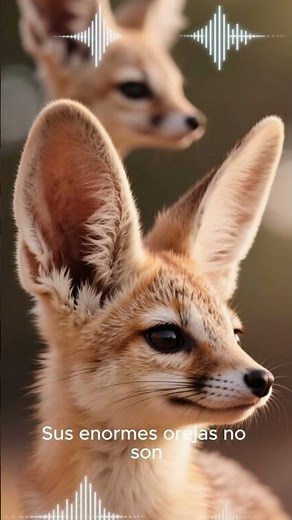 The Fennec: The Fox That Survives in the World's Most Extreme Desert.
